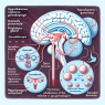Wie Gonadotropin die Hypothalamus-Achse beeinflusst